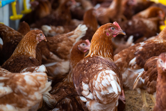 Poultry
