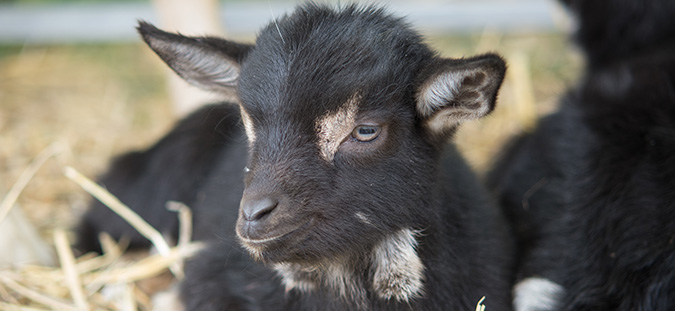 Nfs Black Lamb